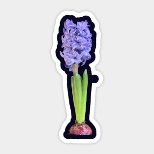 Hyacinth Sticker